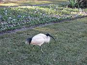  There are lots of ibises walking around